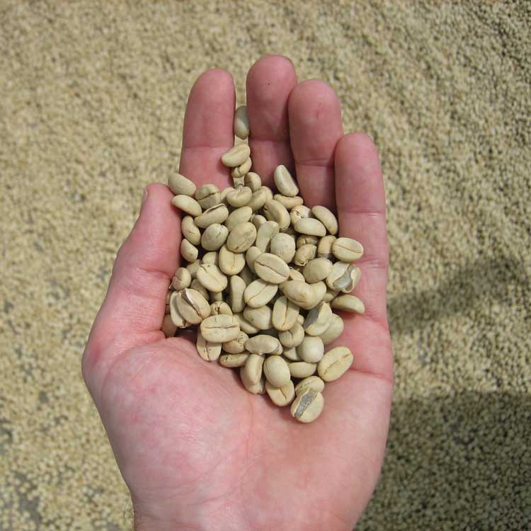 person holding a bunch of coffee beans