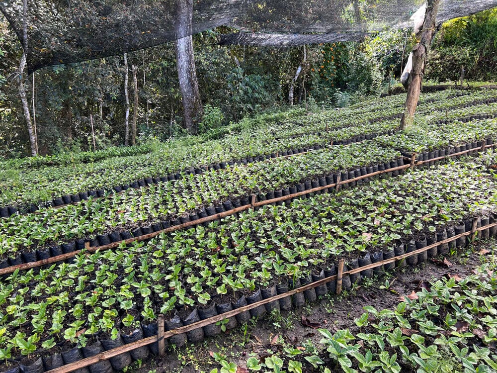 a bunch of plants all placed in a row