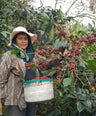 lady picking coffee beans