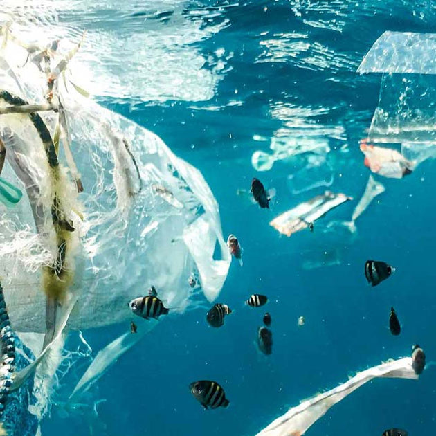 a bunch of fish in the ocean with plastic around them