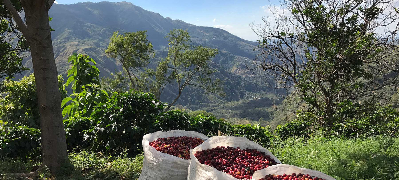 a mountain view with some cocoa beans in some bags below