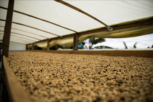 a view of coffee beans on a conveyer belt being prepared for shipment