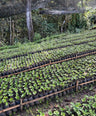 a bunch of plants all placed in a row