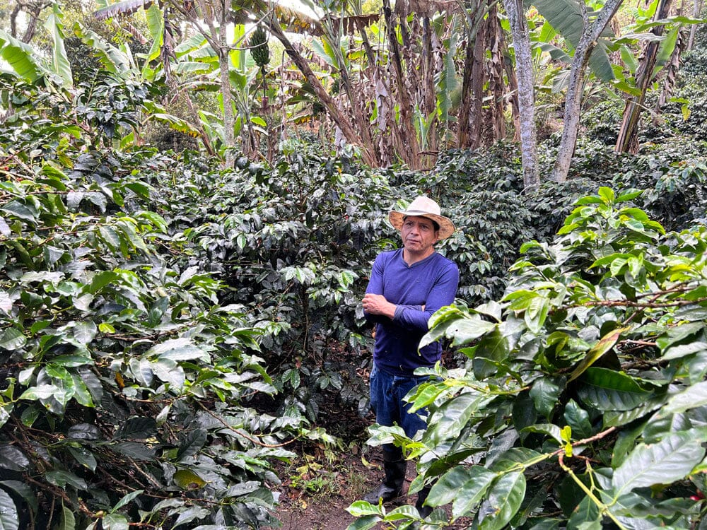 man surrounded by a bunch of coffee plants