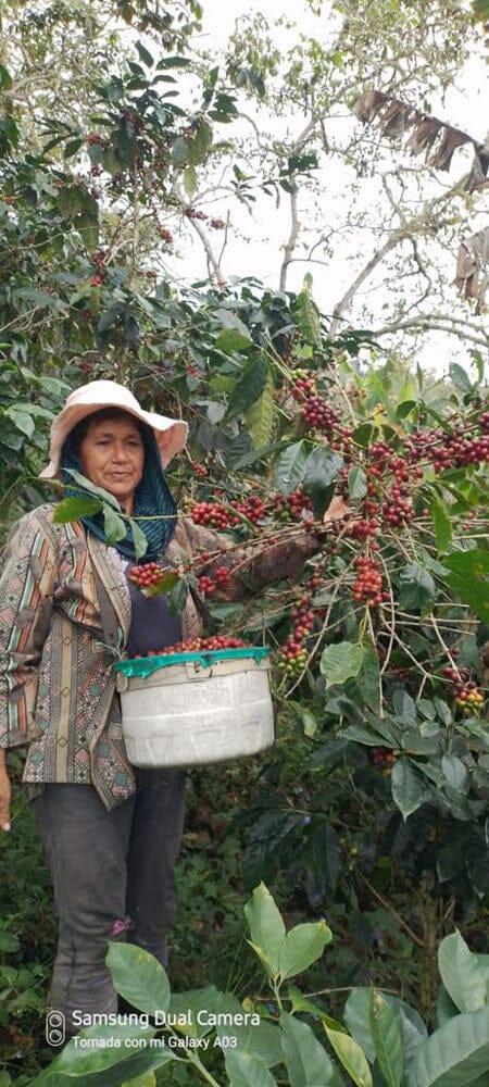 lady picking coffee beans