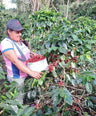 lady carrying around coffee beans