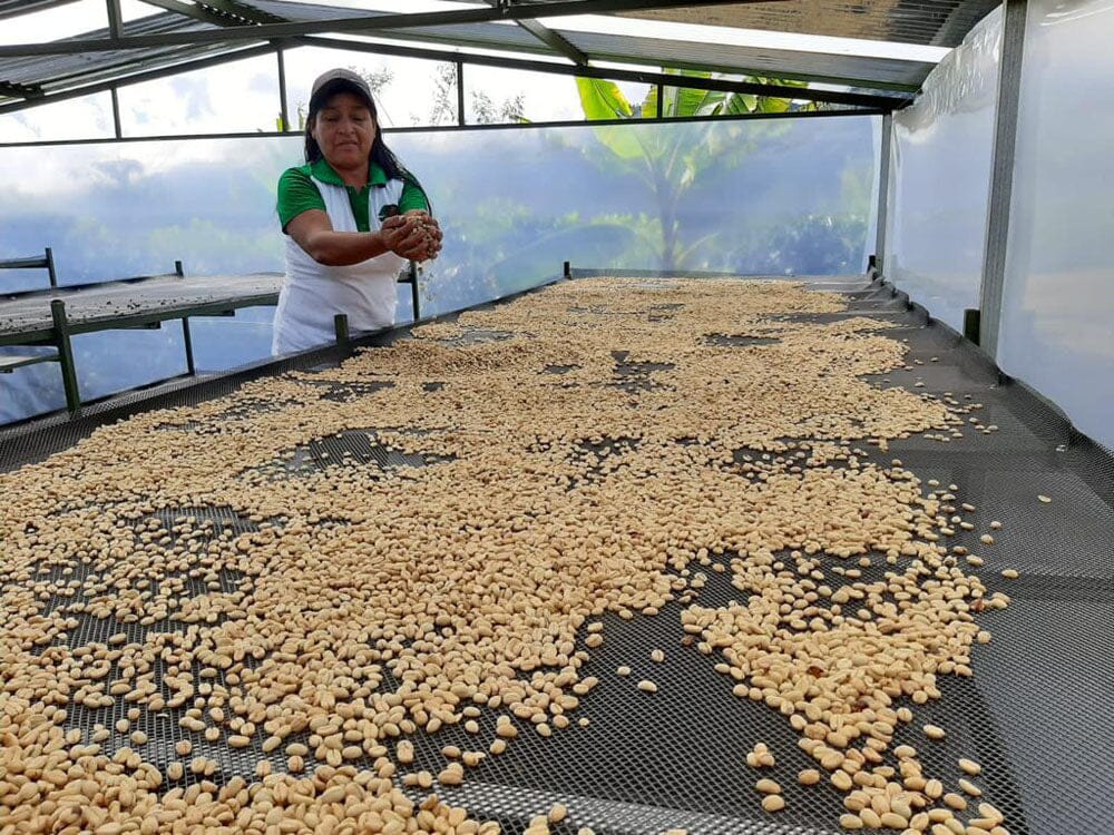 lady getting some beans ready for the next step