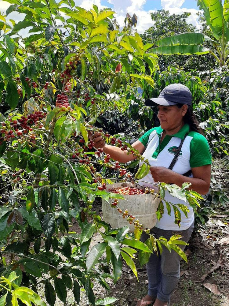 lady picking coffee beans off of a plant