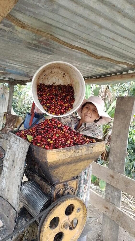 lady pouring coffee beans into a crusher